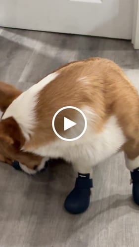 Customer video review of WagWellies® by wagwear