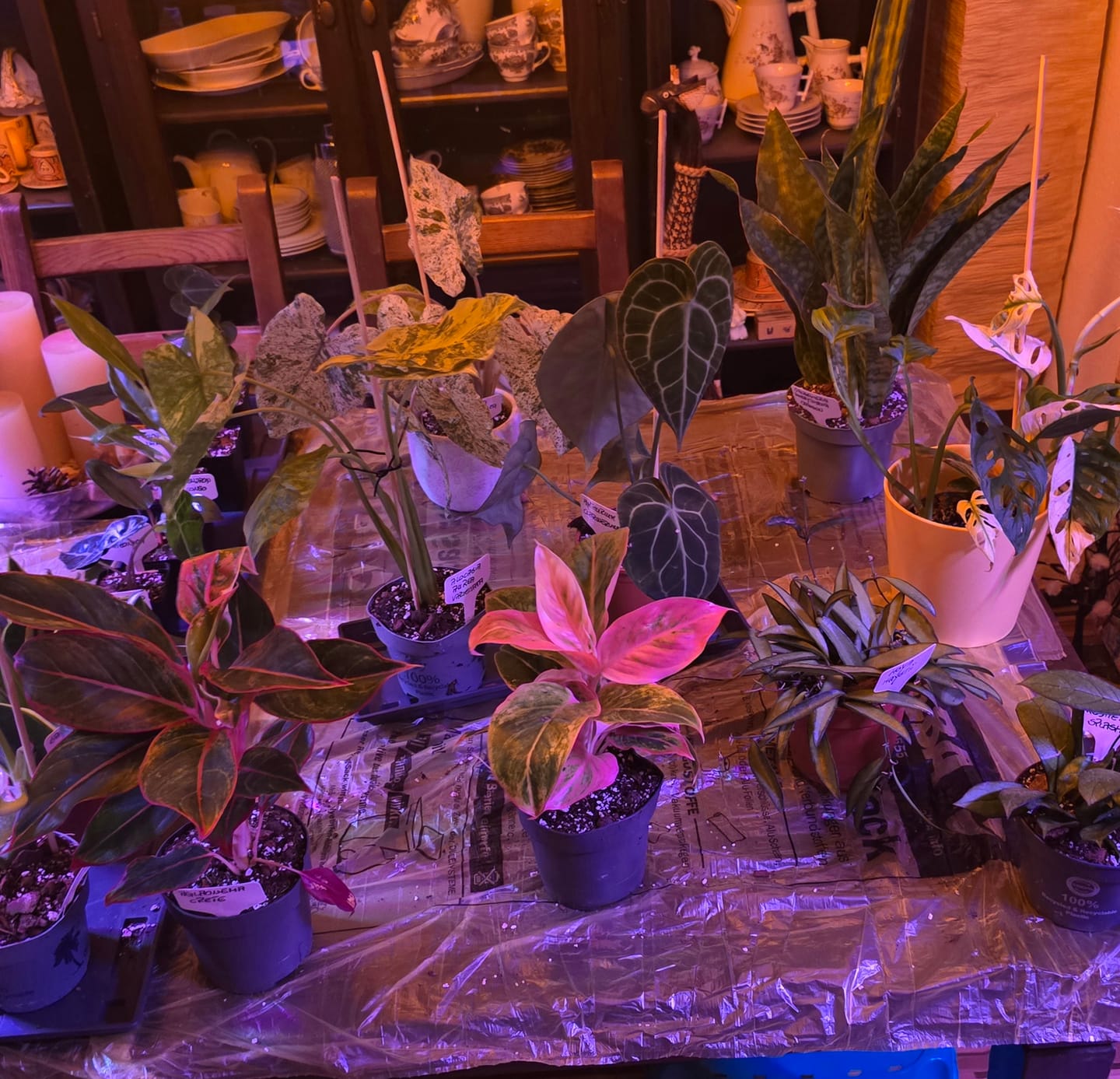 Customer photo review of SAD-PLANT-SET
