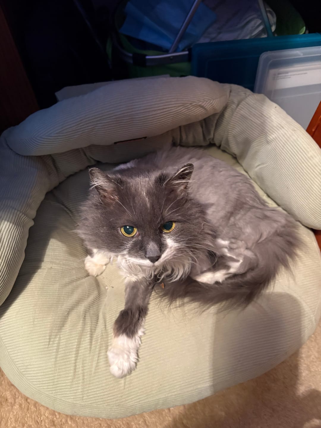 Customer photo review of CloudNest Elevated Pet Sofa Bed
