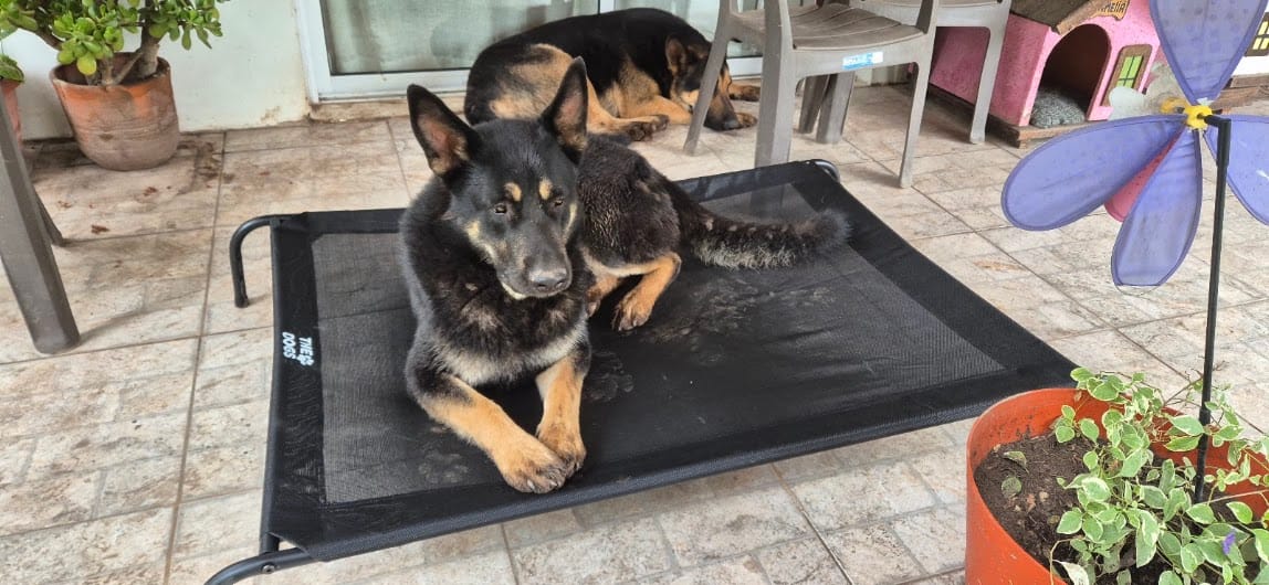 Customer photo review of Cama Elevada THE DOGS: Frescura y Ventilación