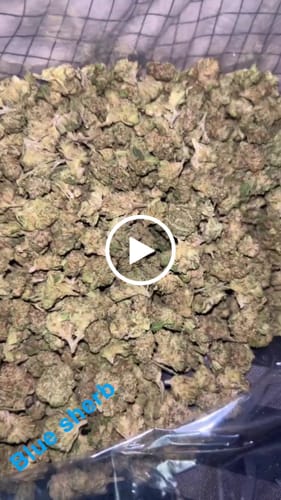 Customer video review of Blue Sherbs Littles - Bulk Littles - Sativa