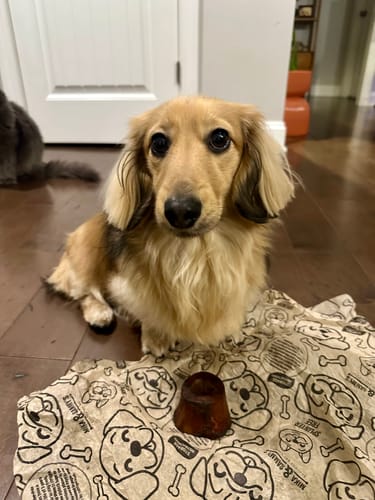 Customer's long-haired dachshund sitting on a wood floor behind a Small Smoked Marrow Bone on branded paper.