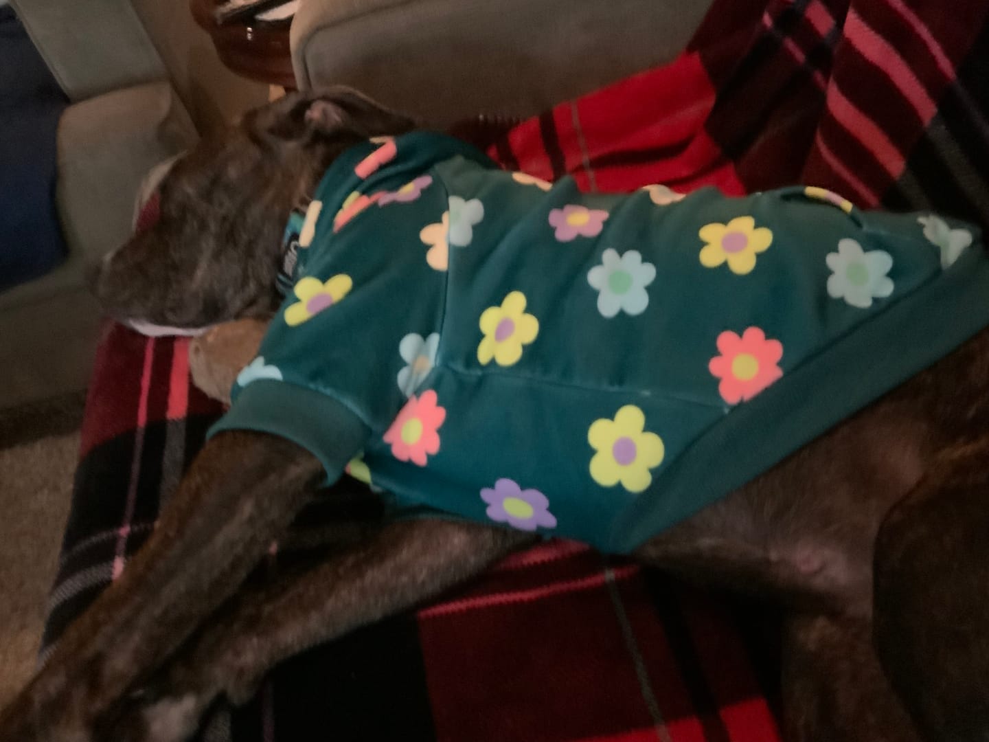 Customer photo review of Daisy Dog Hoodie - Green