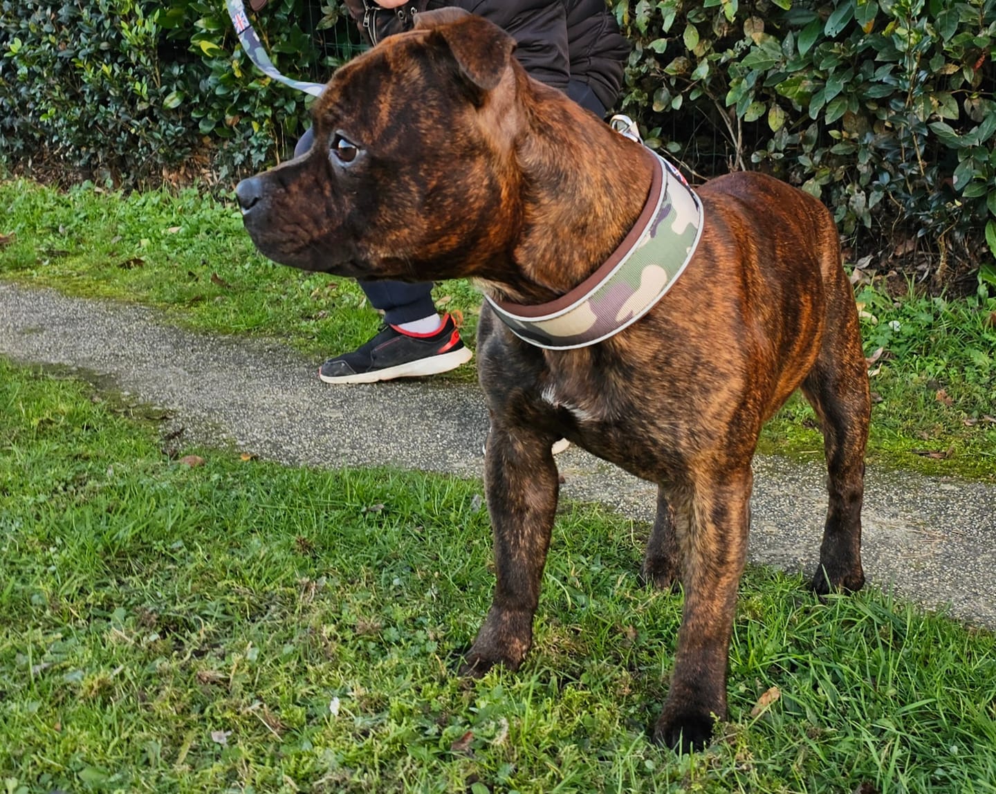 Customer photo review of Staffordshire Bull Terrier 1935® Nylon Leash - Classic Camo & Choco - Carabiner