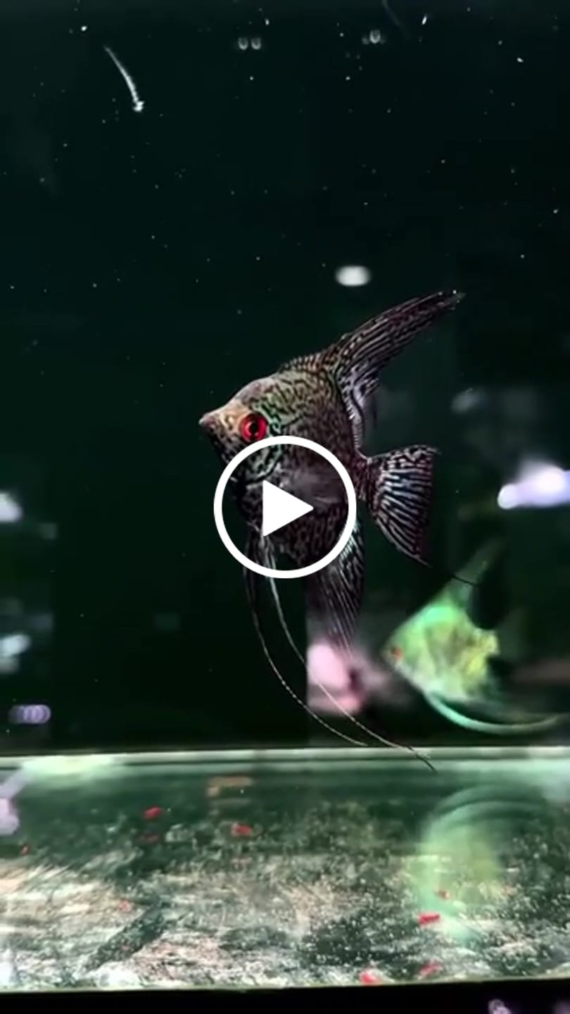 Customer video review of Leopard Angelfish