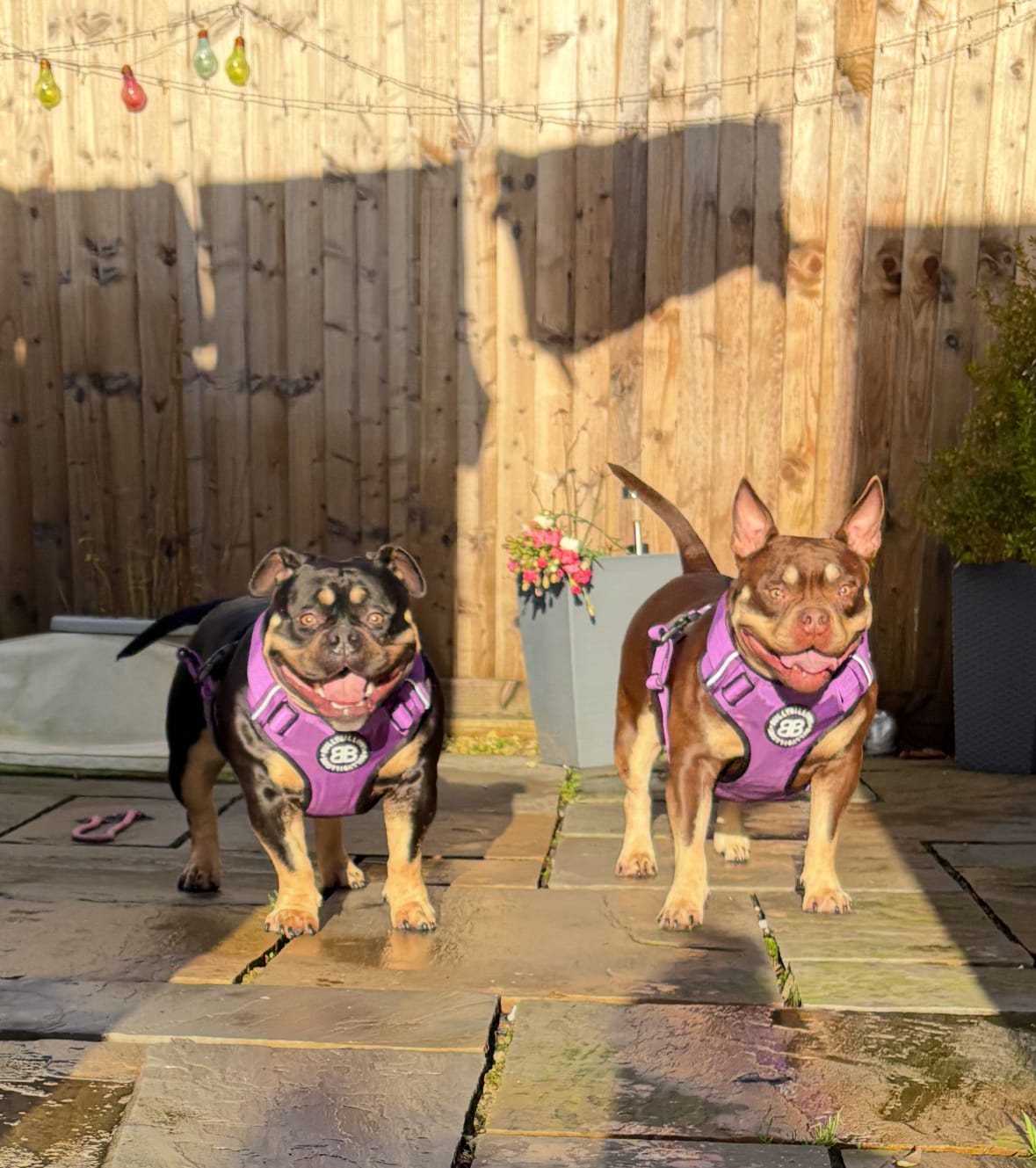 Customer photo review of Comfort Premium Harness | Non Restrictive - Purple