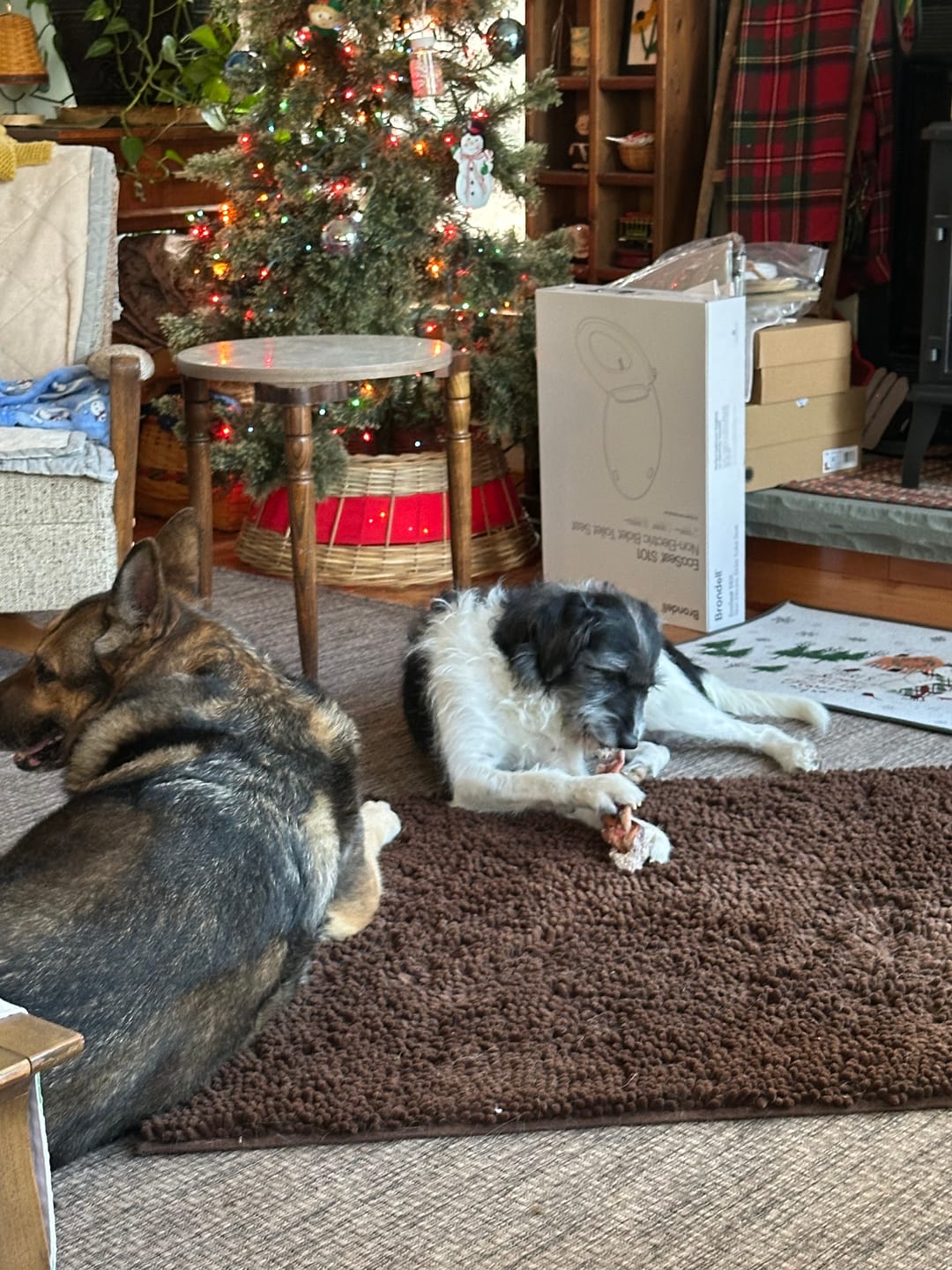 Customer photo review of 12 Inch Monster Braided Bully Stick