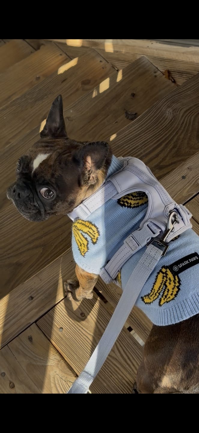 Customer photo review of Banana Knit Dog Sweater