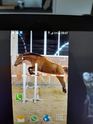 Kundenrezension: Ein braunes Pferd, das Kristallkraft Move erhält, springt über ein Hindernis in einer Reithalle.