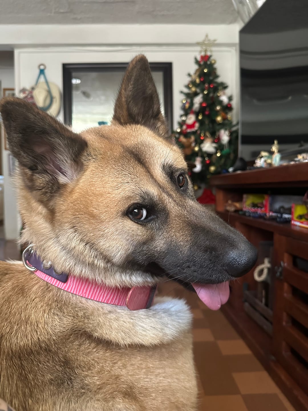 Customer photo review of Collar Duke Rosado Corrugado/Morado Corrugado