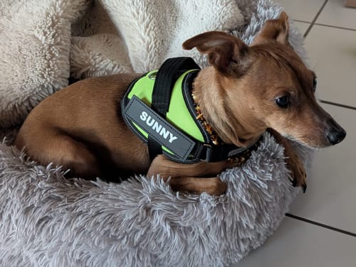 Customer photo review of Puppery™ Personalisiertes Anti-Zug Hundegeschirr