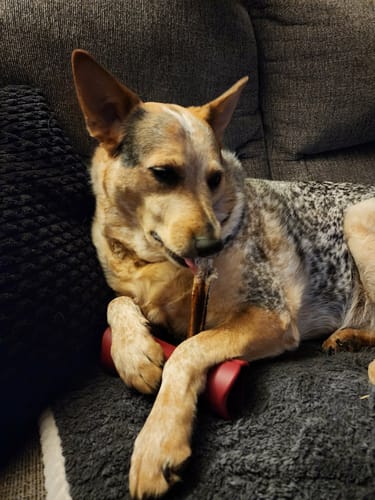 Customer's dog relaxing on a couch while chewing a 5-6 Inch Champion Chew.