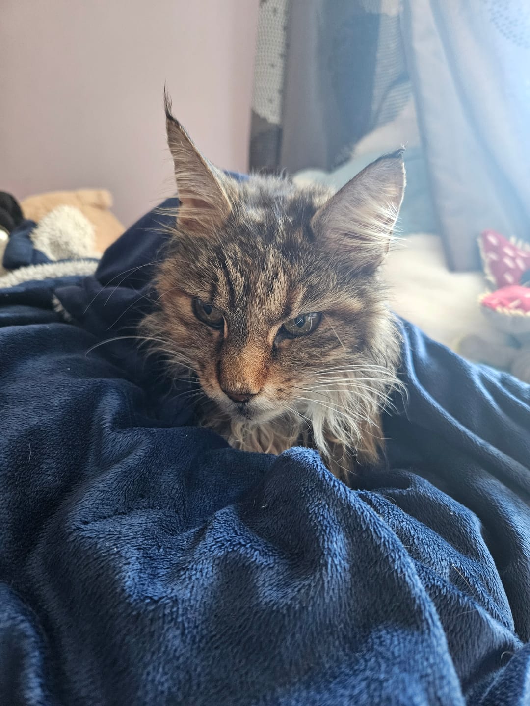 Customer photo review of Cat Duo Pack