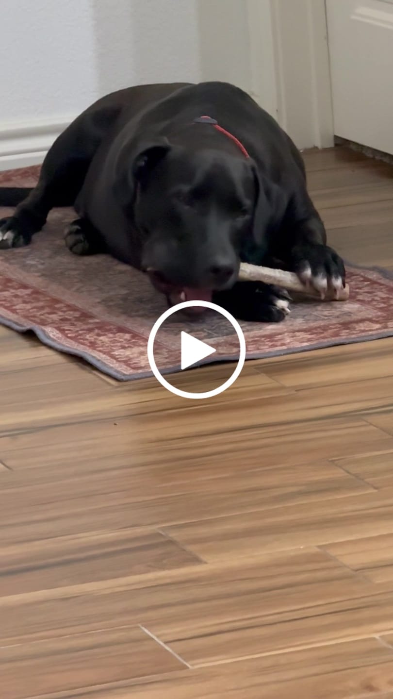 Customer video review of Power Chewer Trial Pack – Built for the Toughest Chewers!