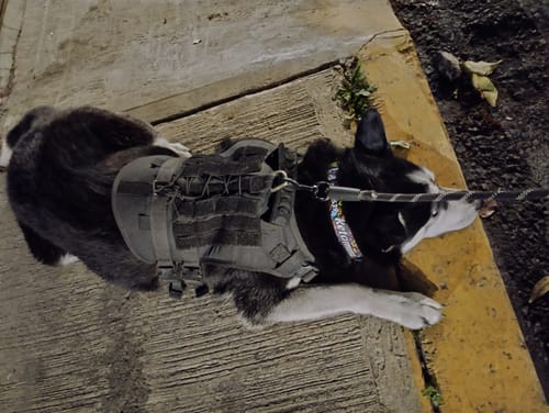 Customer photo review of Collar personalizado para Mascota: Alebrije