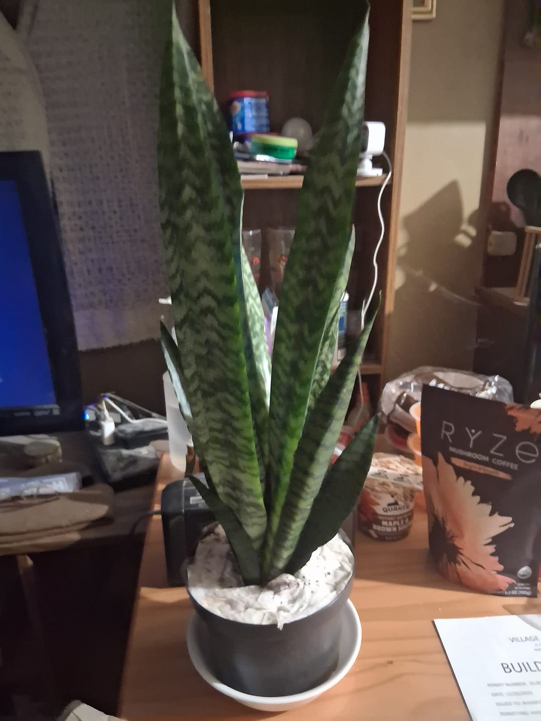 Customer photo review of Snake Plant | Mother-In-Law's-Tongue Plant | Sansevieria Zeylanica | Sansevieria Laurentii | Plants for Pets | Air Purifier Plant