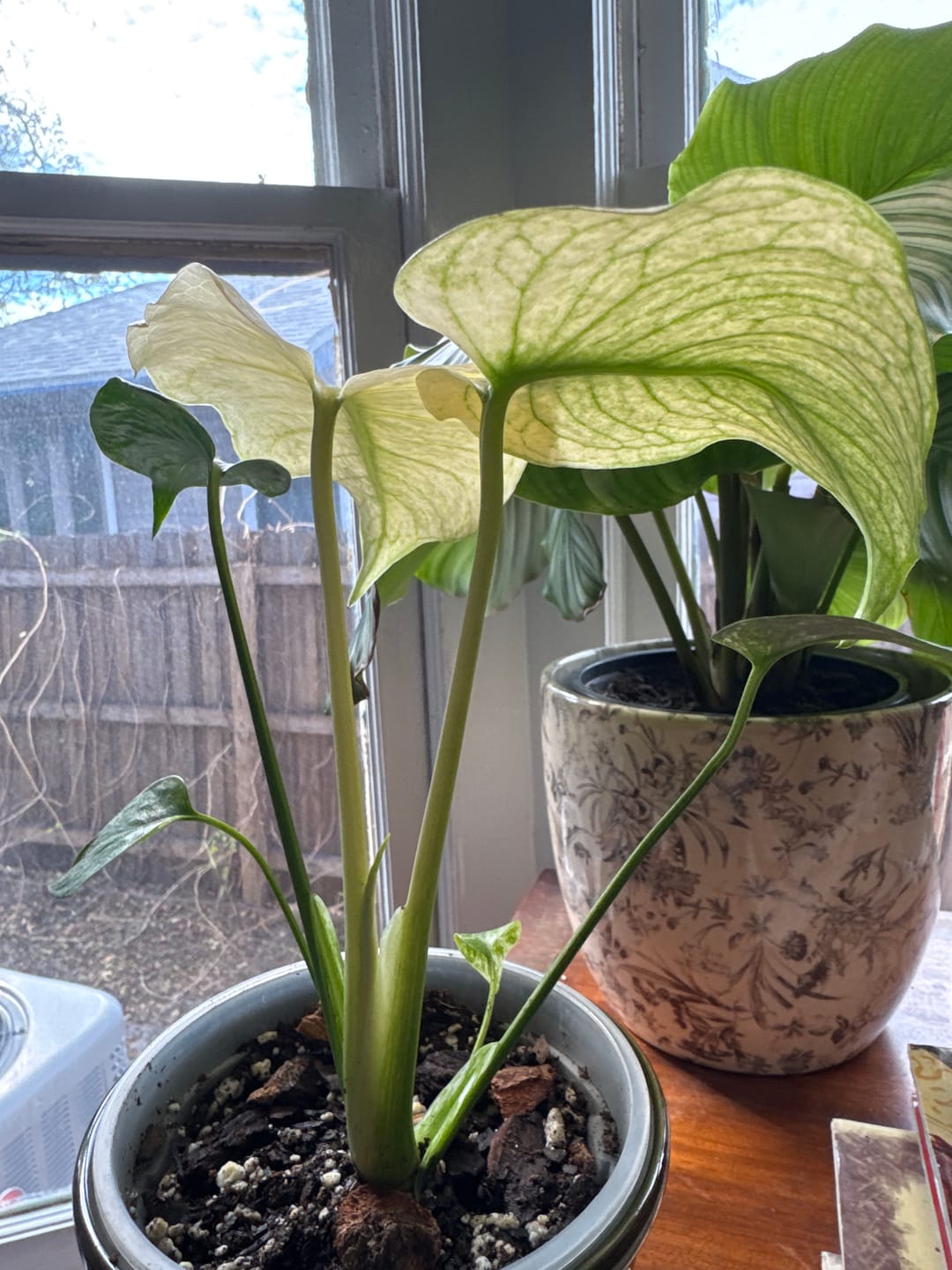 Customer photo review of Monstera 'Mint'
