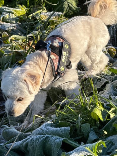 Customer photo review of FunFunPet 高機能ハーネス（お名前タグ作成サービス付き）