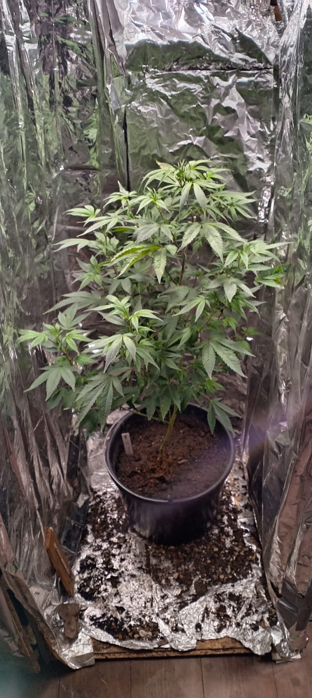 Customer photo review of Hanfstecklinge | Future Island