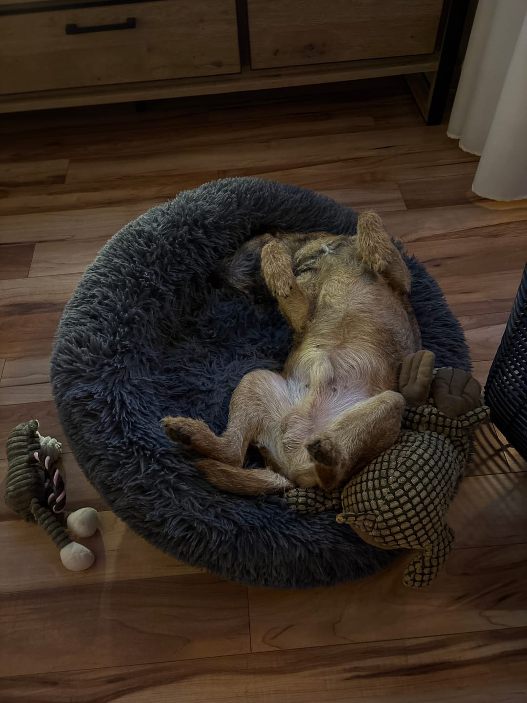 Customer photo review of Wohlfühlsnacks für Hunde bei Stress, Angst, Unruhe & Hyperaktivität