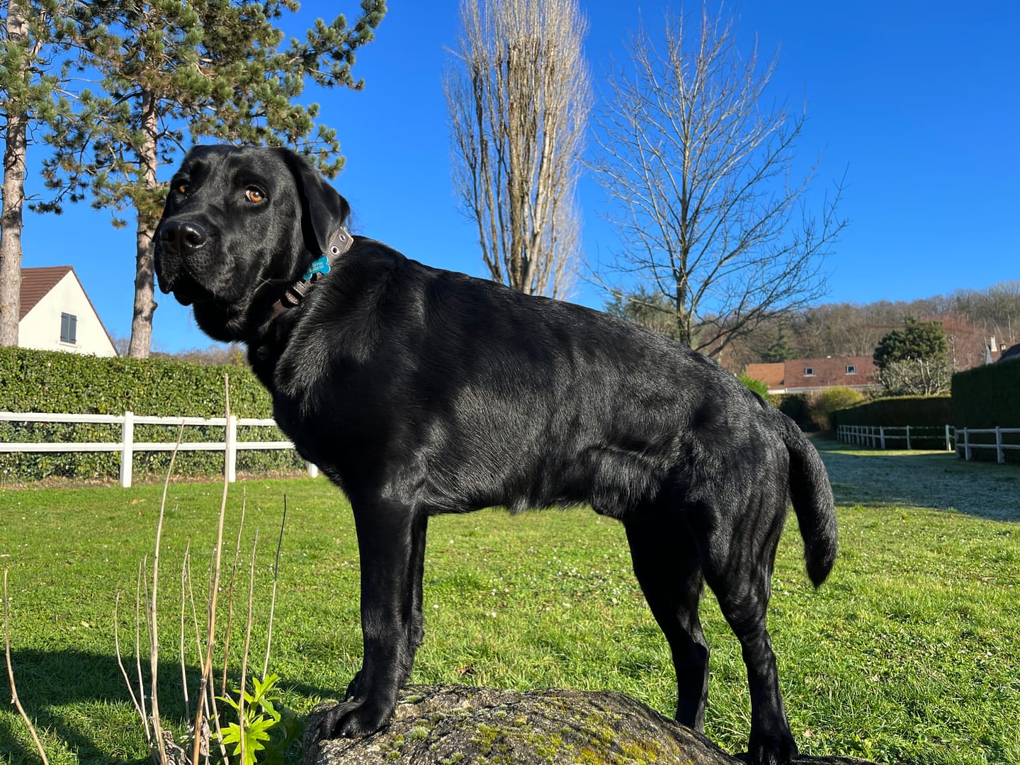 Customer photo review of Croquettes Bio Chien Adulte Moy./Grande race - Poulet & Citrouille