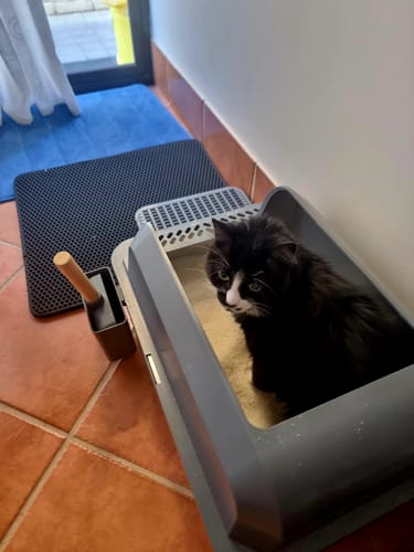 Customer photo review of 1 Month Supply - 1 Cat - One-Time Purchase