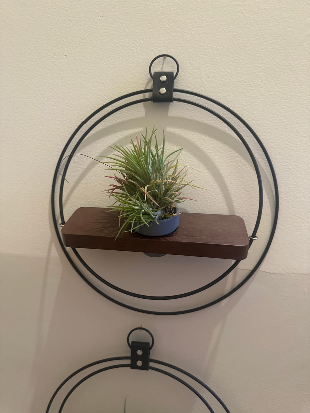 Customer photo review of Assorted Small Hanging Air Plant Clump