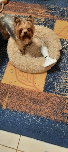 Customer photo review of PetDry Brush - 2 az 1-ben kisállat szárító és kefe