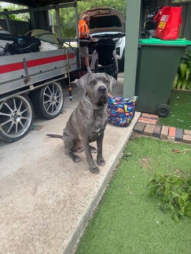 Customer photo review of Hand Made Leather Dog Collar - Ruthless Grey & Black (Wide Fit)
