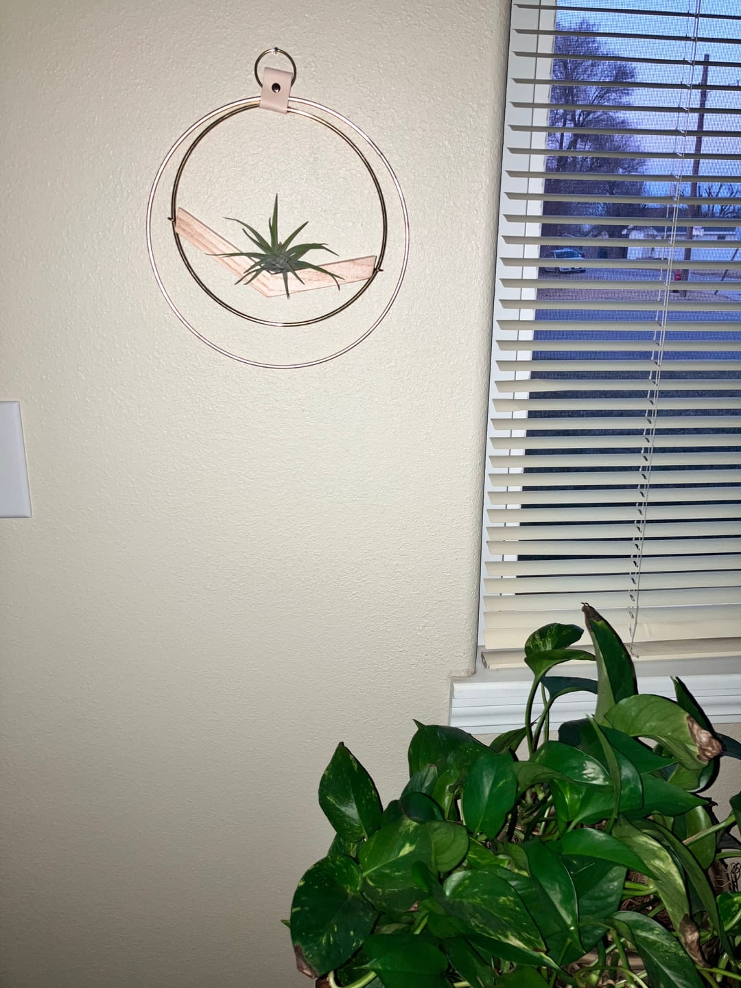 Customer photo review of Air Plant V-Hanger