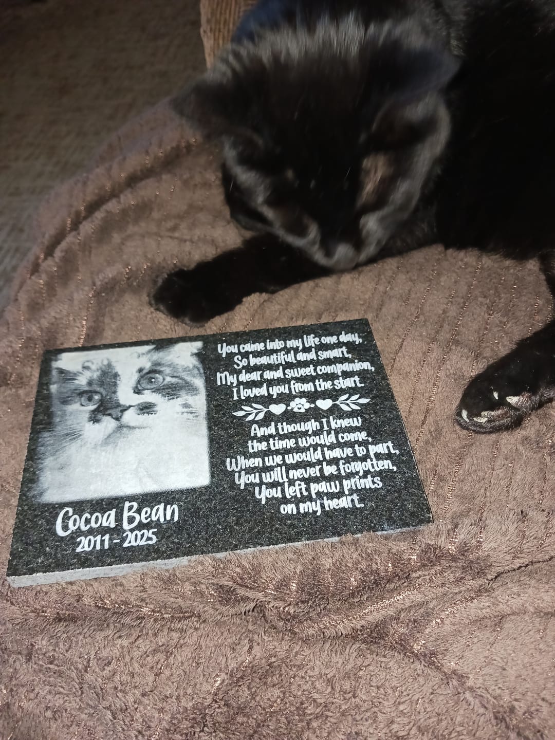 Customer photo review of Cat Outdoor Granite Memorial Plaque You Came into my life one day