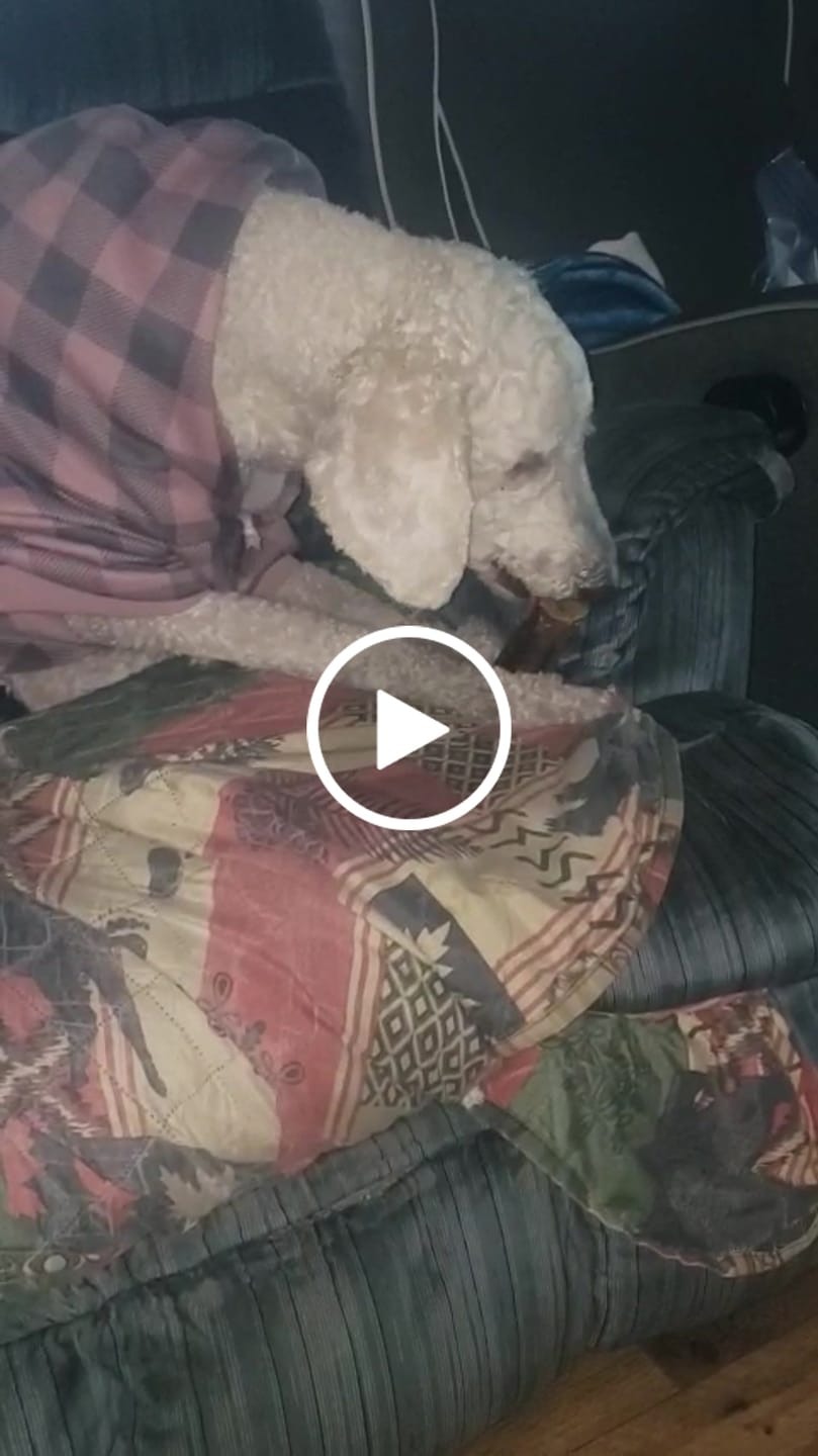 Customer video review of Ostrich Chunky Bones (5" x 2" - 2 Pack): The Long-Lasting, Flavor-Packed Bones for Medium to Large Dogs