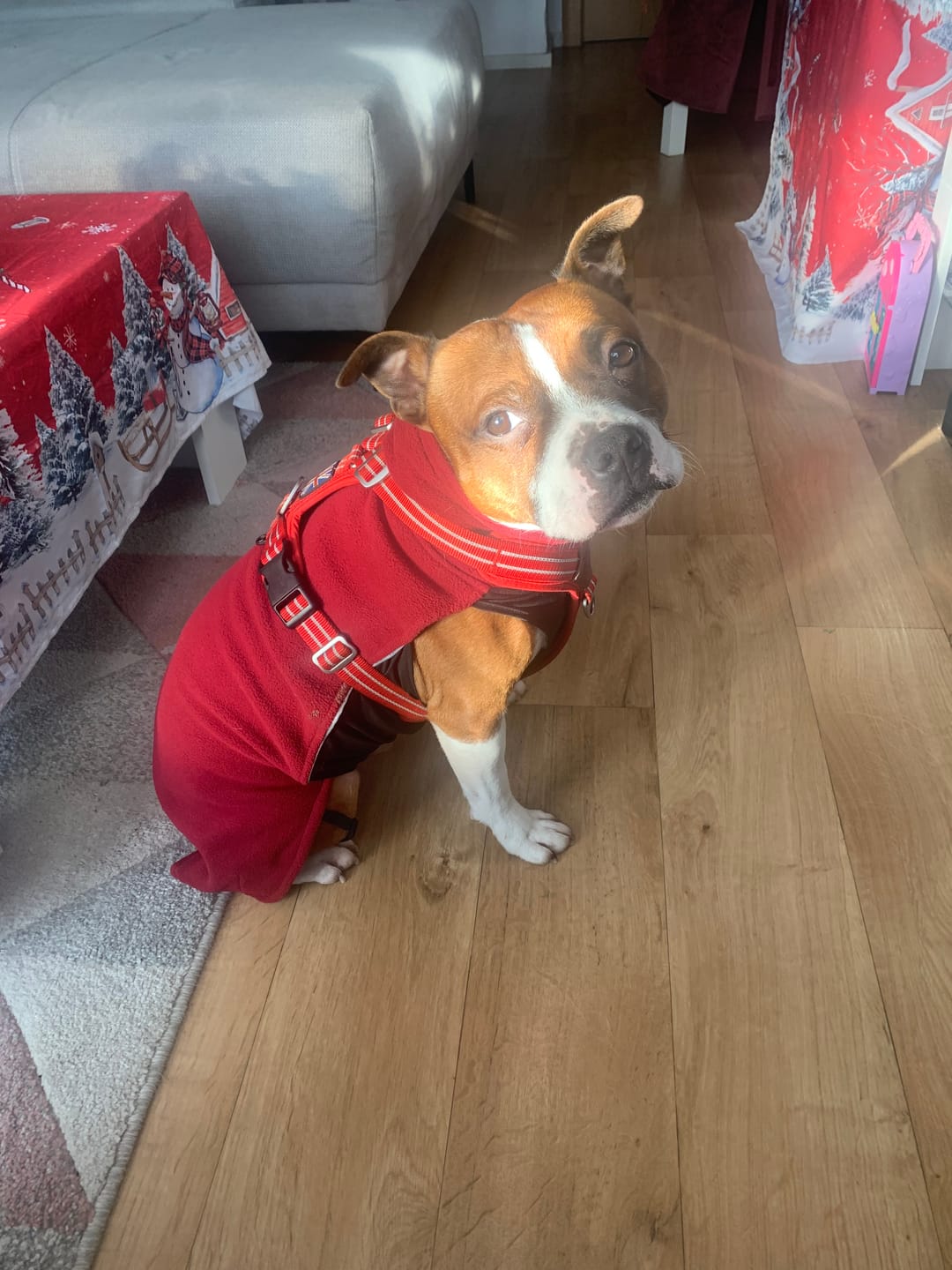 Customer photo review of Staffordshire Bull Terrier 1935® Fleece Coat - Burgundy
