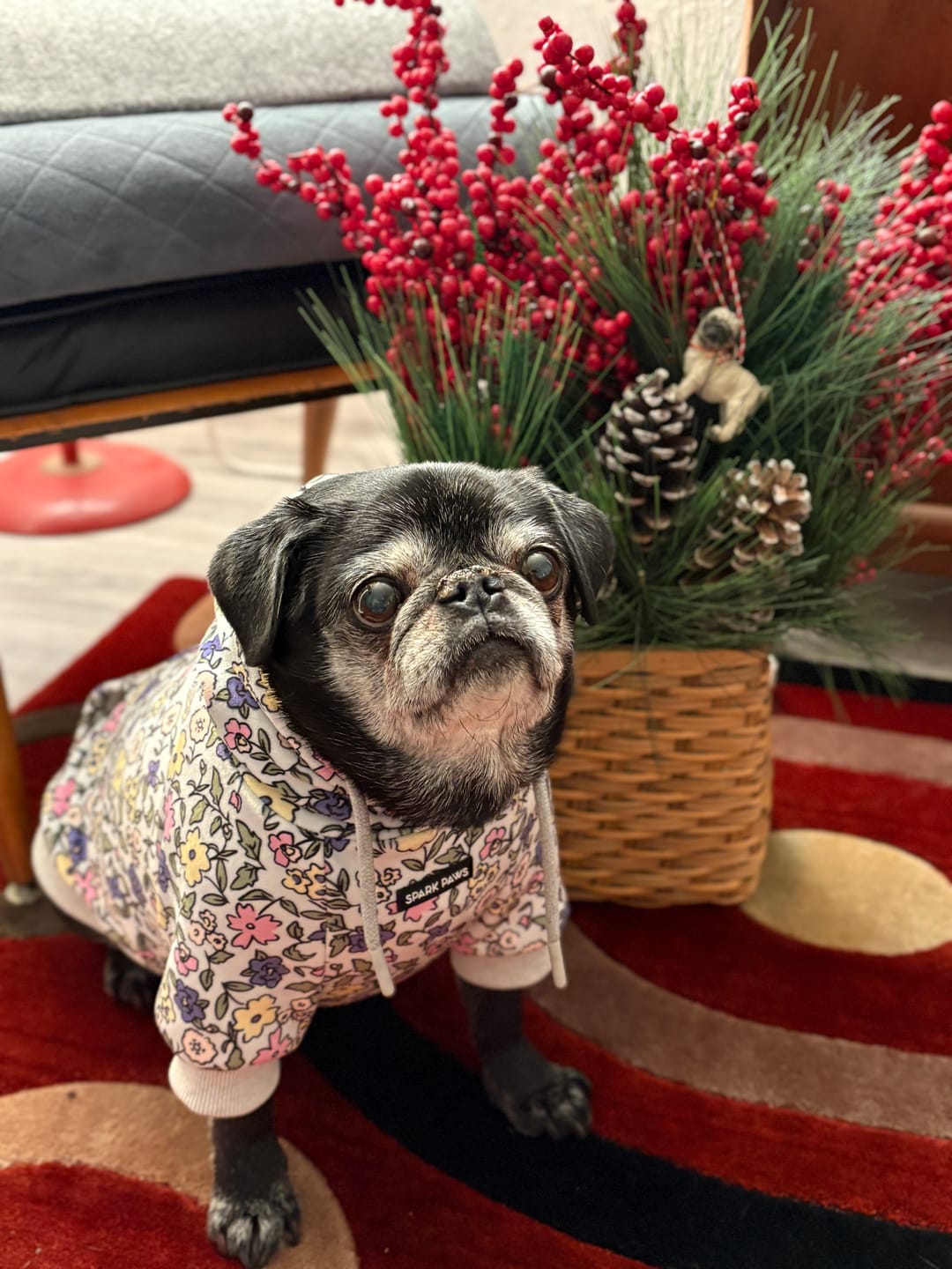Customer photo review of Vintage Flower Dog Hoodie - Light Grey