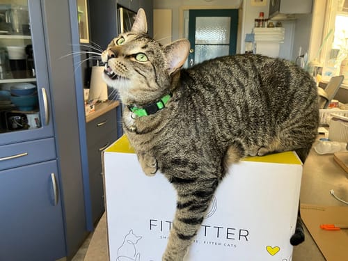 Customer photo review of Fit Litter