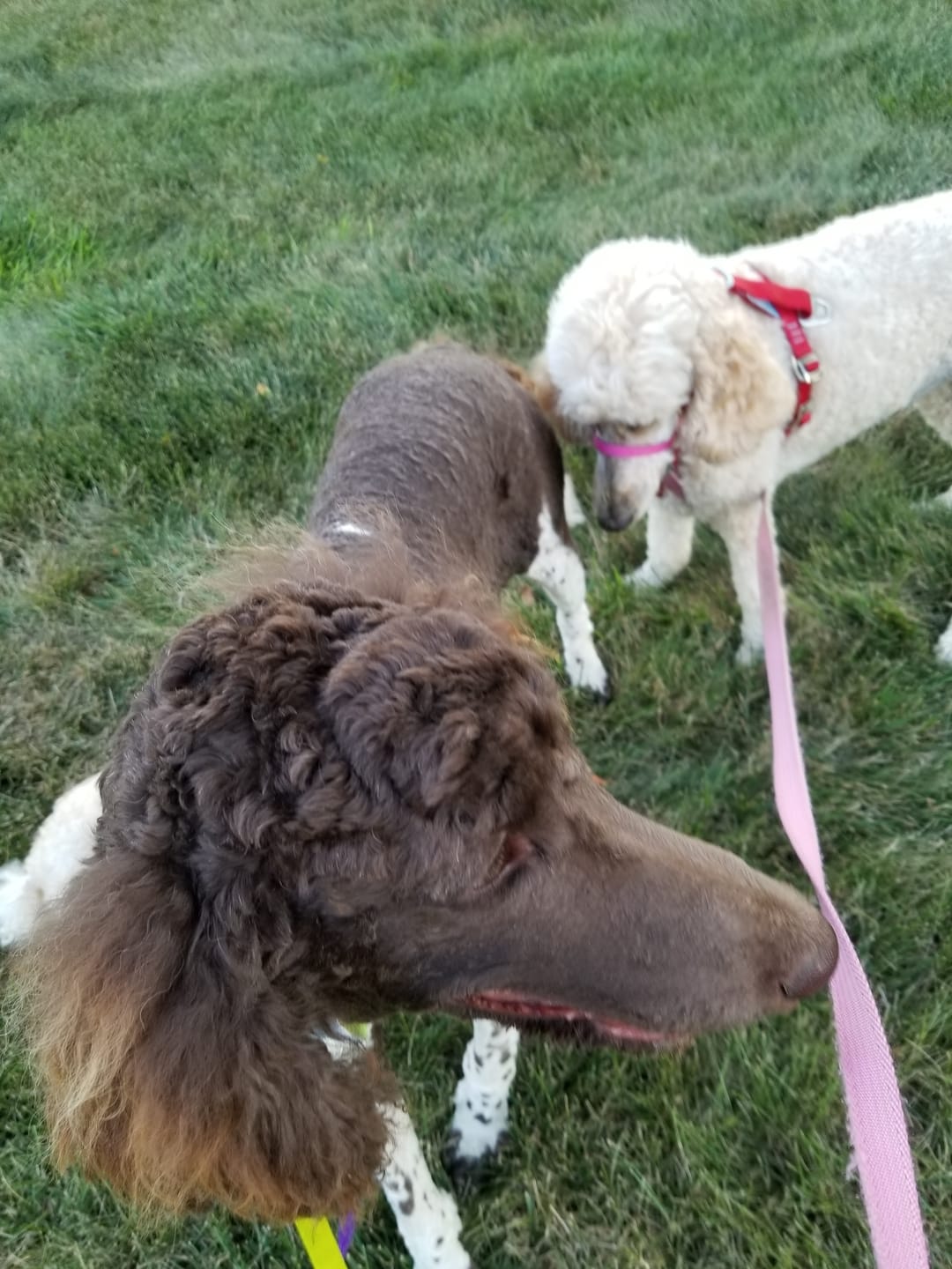 Customer photo review of Bison Tendon Chews