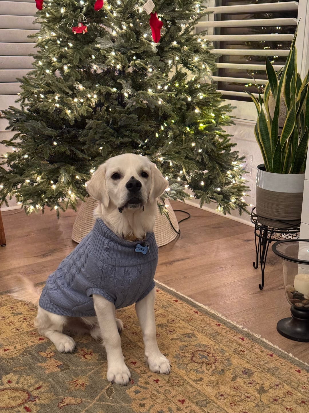 Customer photo review of Cable Knit Dog Sweaters