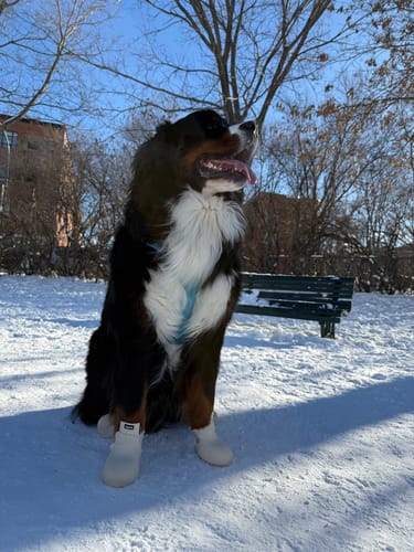 Customer photo review of WagWellies® by wagwear