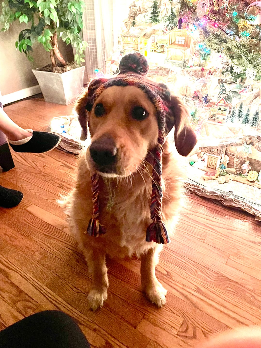 Customer photo review of Knit Pom Pom Dog Beanie Hat - Kaleidoscope