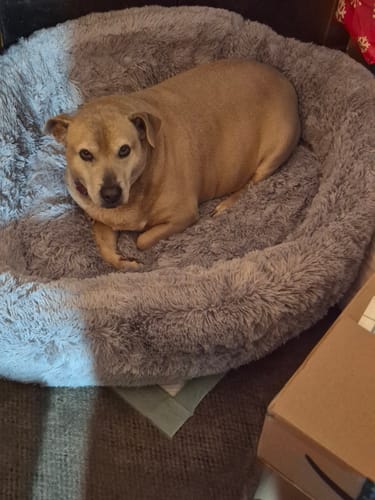 Customer photo review of Frost Calming Donut Pet Bed