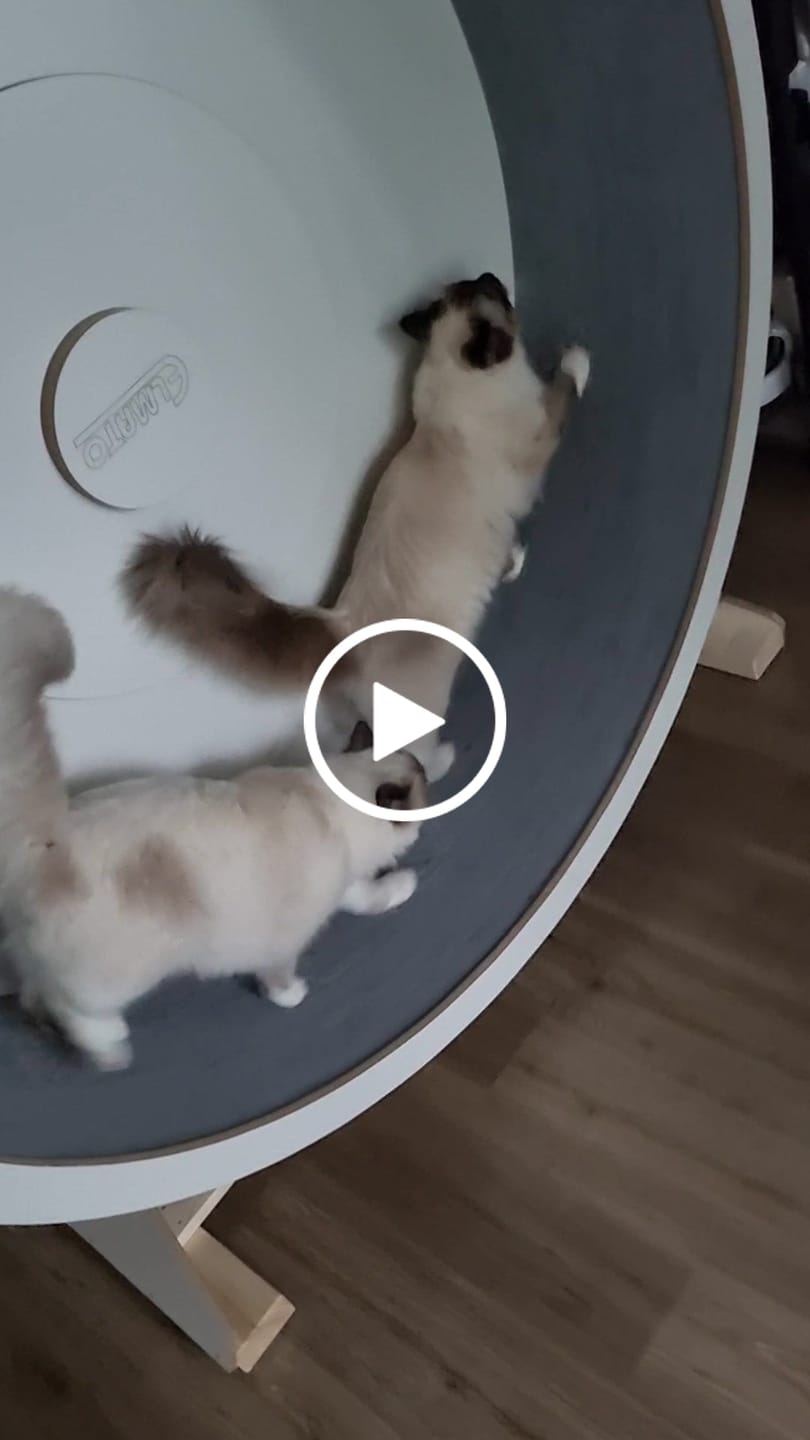 Customer video review of Elmato Katzenlaufrad Rocky Standmodell