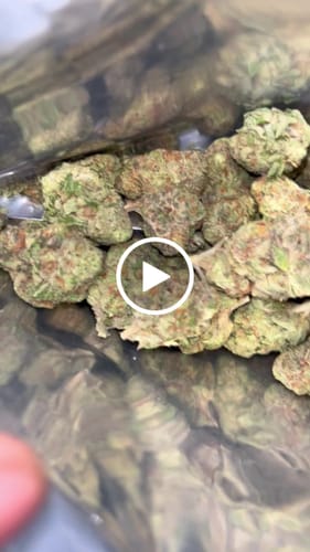 Customer video review of Purple Cream THCA Flower