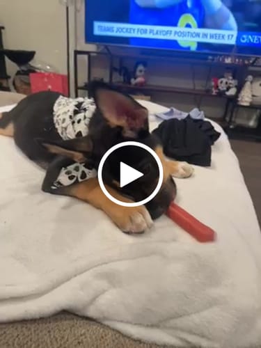 Customer video review of Long-Lasting Yak Chews — 4 Flavor Pack