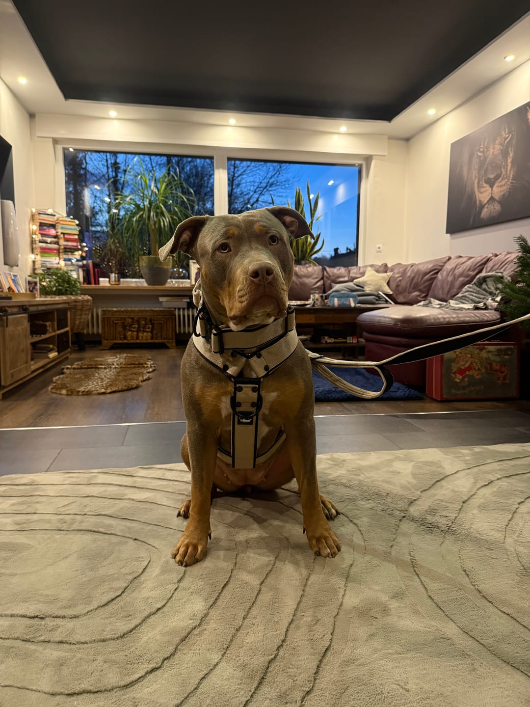 Customer photo review of Multi Guard Leash Black Edition Beige - Multi-väktarkoppel