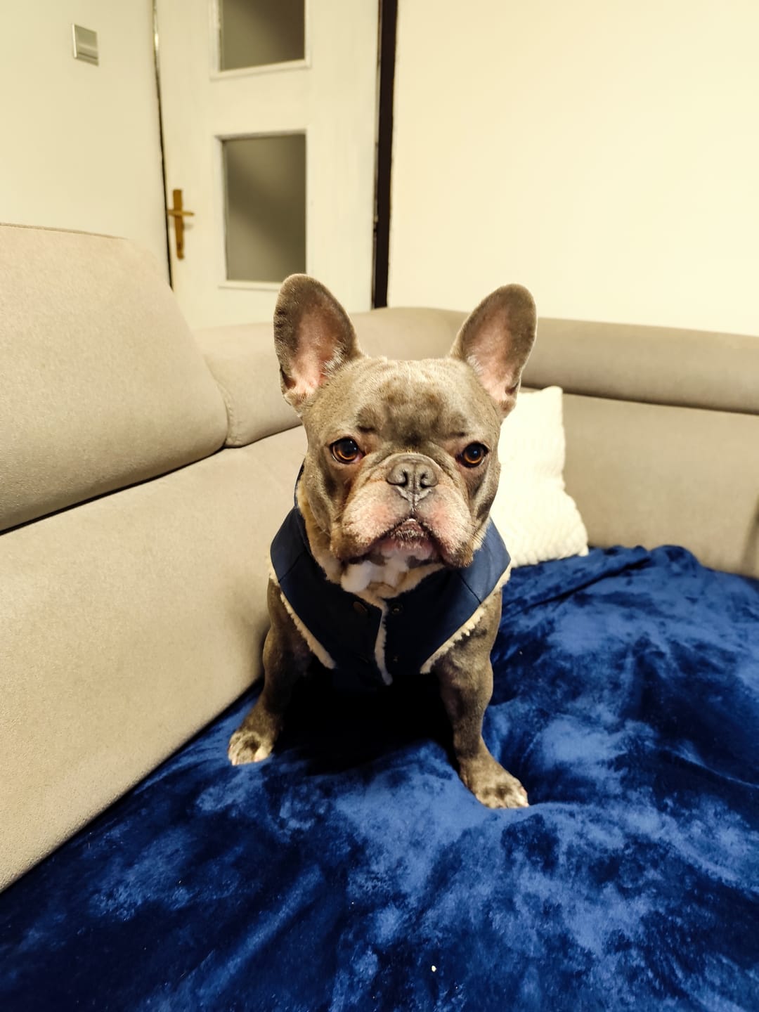 Customer photo review of Workdog Insulated Utility Jacket - Navy