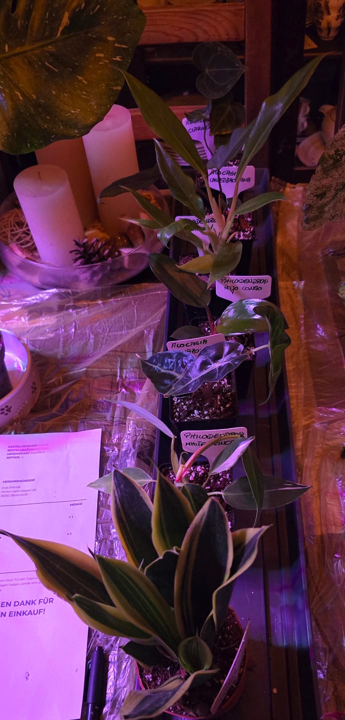 Customer photo review of SAD-PLANT-SET