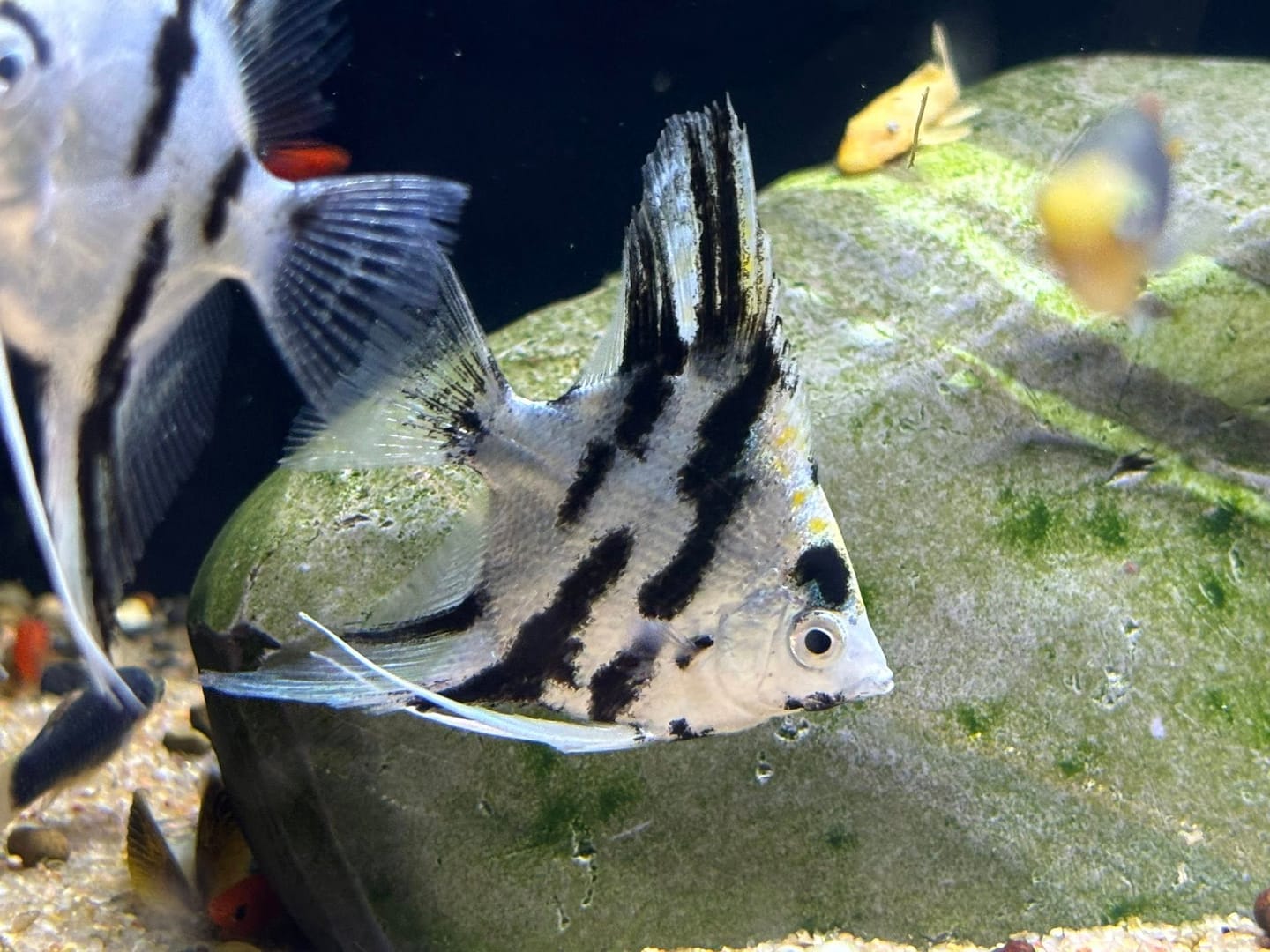 Customer photo review of Panda Angelfish