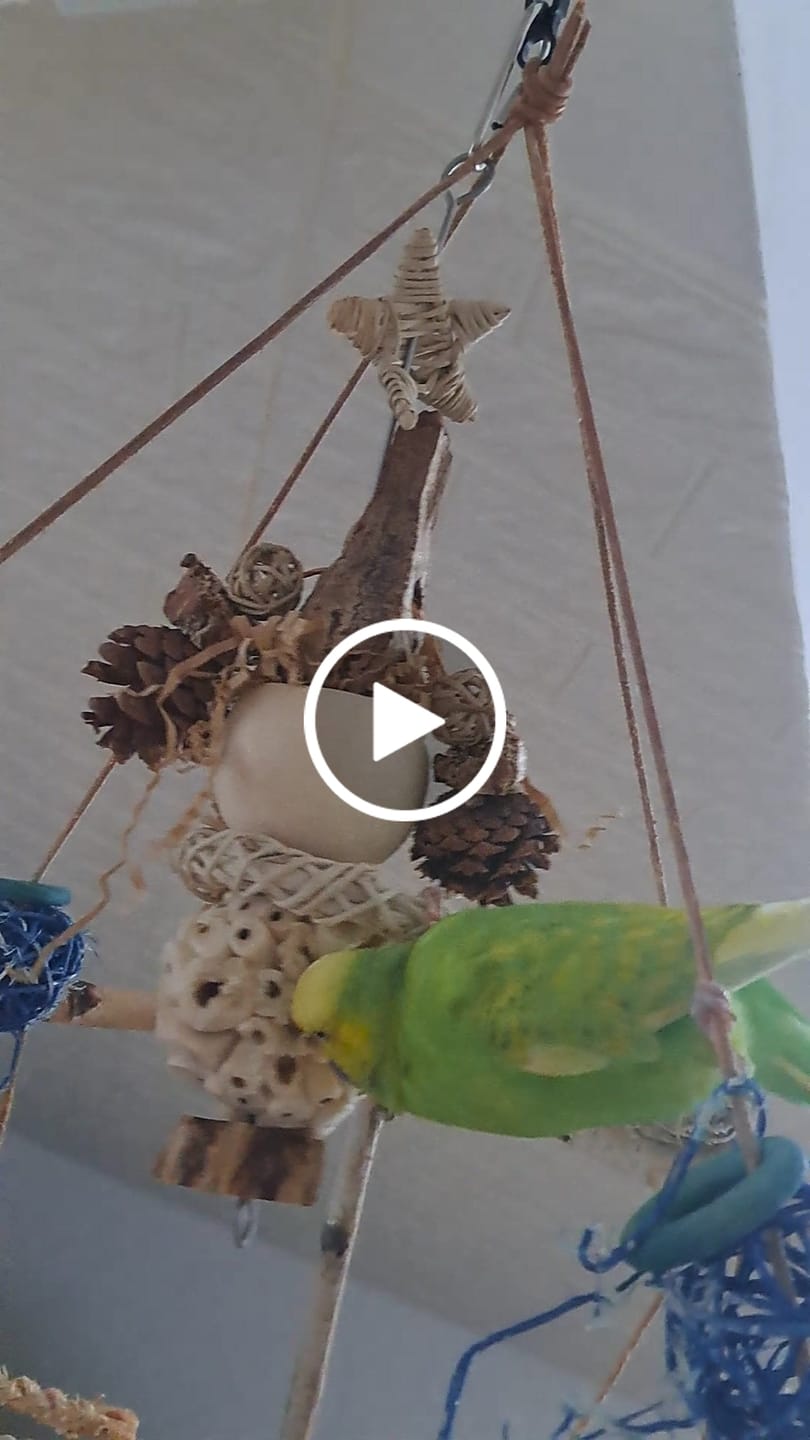 Customer video review of Zapfenritter