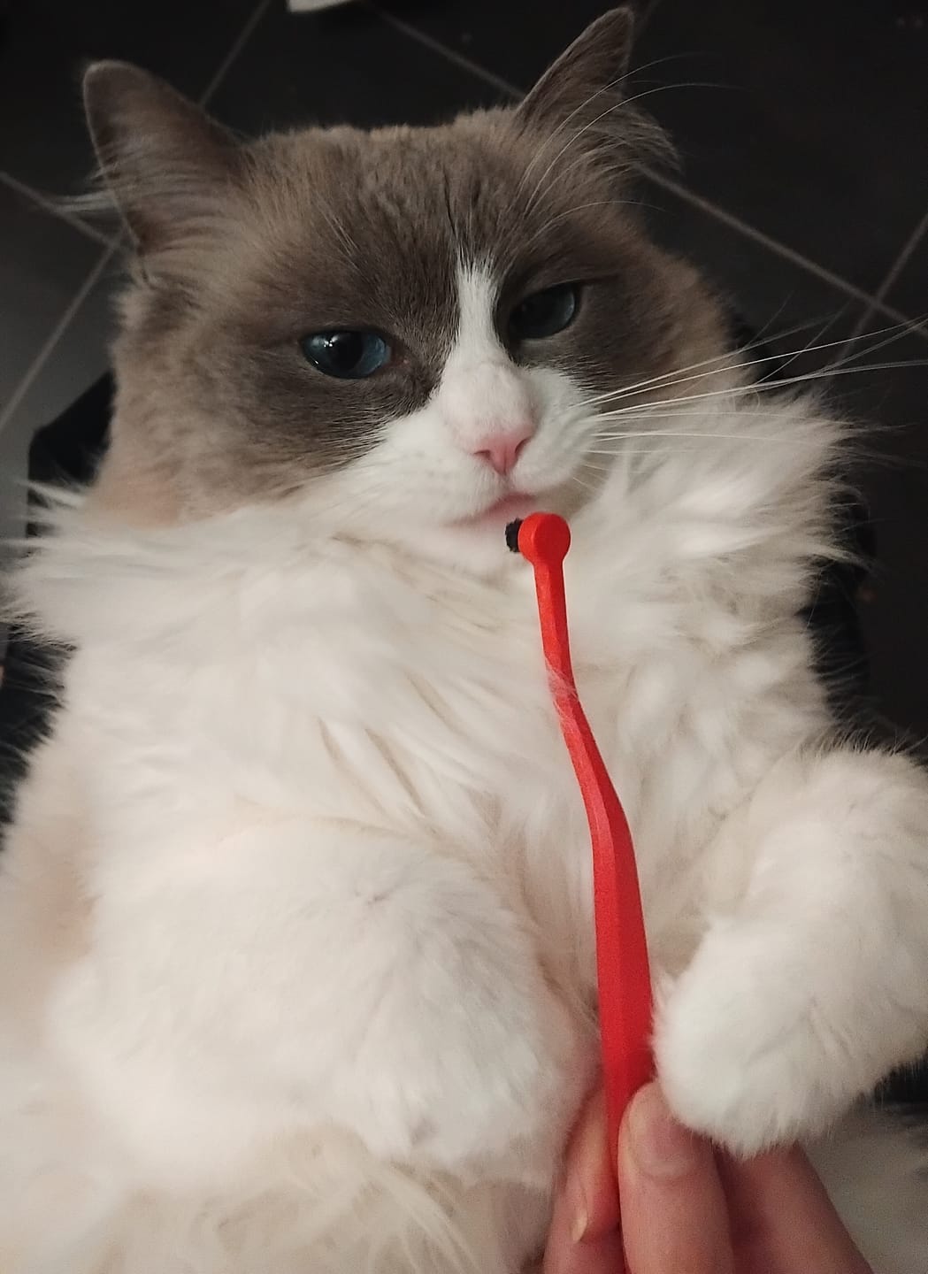 Customer photo review of RYERCAT Dual Sided Cat Toothbrush (Canada)