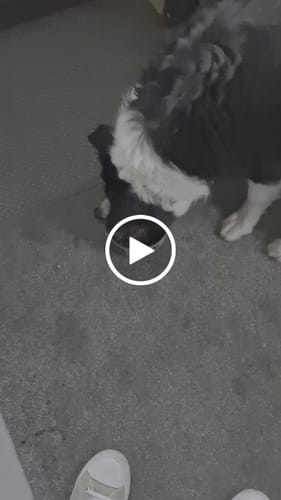 Customer video review of Beef Bone Broth for Dogs